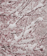 河南多地迎来3月桃花雪，